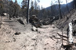 Burned forest in Ute Pass