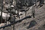 Burned forest in Ute Pass