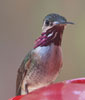 calliope hummingbird