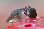 calliope hummingbird