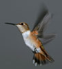 rufous female