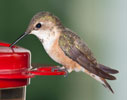 rufous female