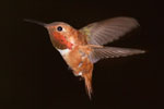 rufous hummingbird