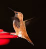 rufous hummingbird