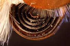 cardui head