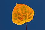 aspen leaf