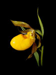 Yellow Lady's Slipper