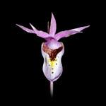 Fairy Slipper