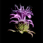 Wild Bergamot