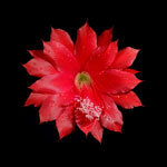 Epiphyllum