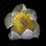 Pasqueflower