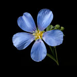 Blue Flax