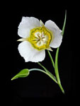 Sego Lily