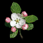 Apple Flower