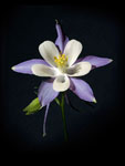 Colorado Columbine