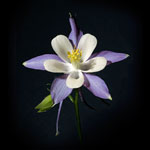 Colorado Columbine