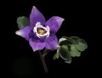 Rocky Mountain Columbine