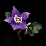 Rocky Mountain Columbine