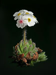 Alpine Rock Jasmine