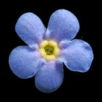 Alpine Forget-Me-Not flower