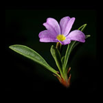 Alpine Primrose