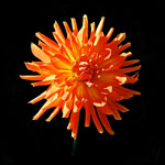 Fiery Dahlia