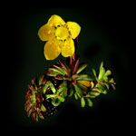 Golden Saxifrage