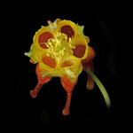 Western Red Columbine