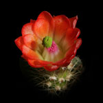 Hedgehog Cactus