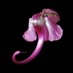 Elephant's Head Lousewort