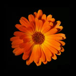 Marigold