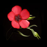 Scarlet Flax