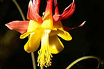 red columbine