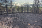 Burned forest in Ute Pass