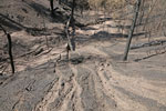 Burned forest in Ute Pass