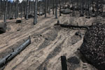 Burned forest in Ute Pass