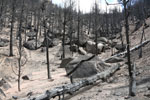 Burned forest in Ute Pass