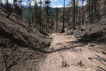 Burned forest in Ute Pass