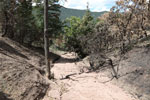 Burned forest in Ute Pass