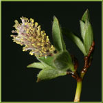 salix