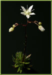 saxifrage